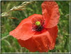 foto Fiori